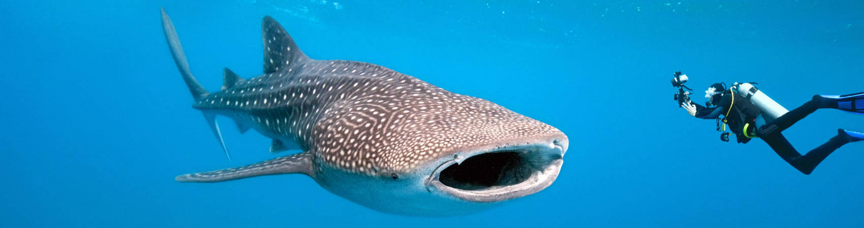 Whale shark off Utila